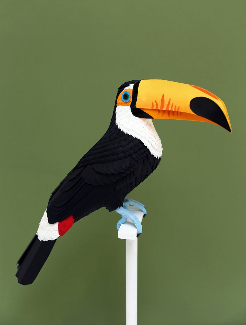 Toco toucan -1