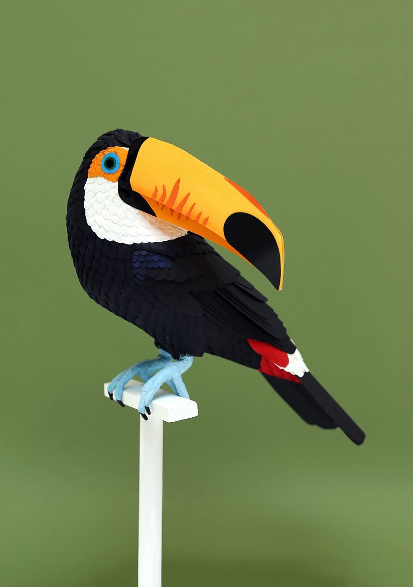 Toco toucan 0
