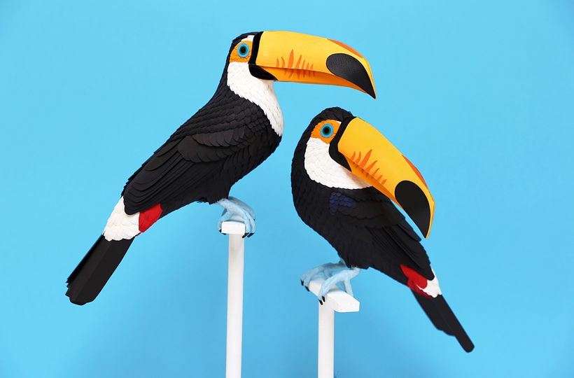 Toco toucan 2