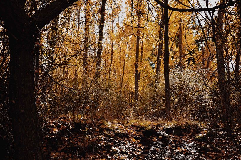 Landscapes 1