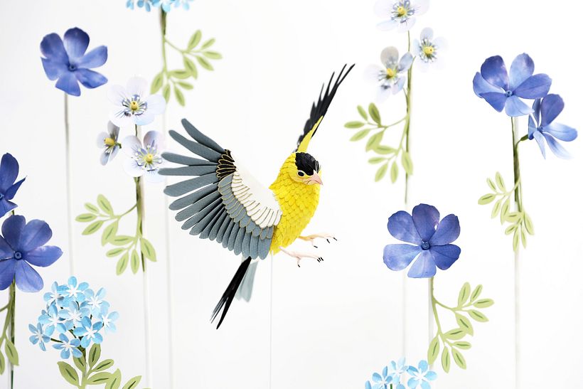 American goldfinch.  0
