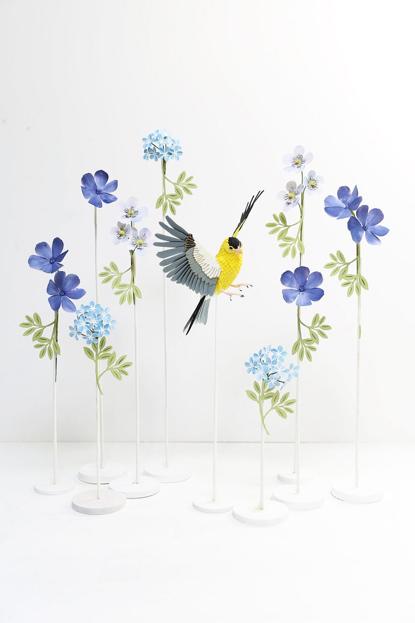 American goldfinch.  1
