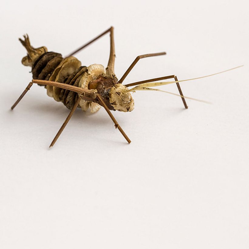 Patossa: la naturaleza muerta convertida en fauna 8