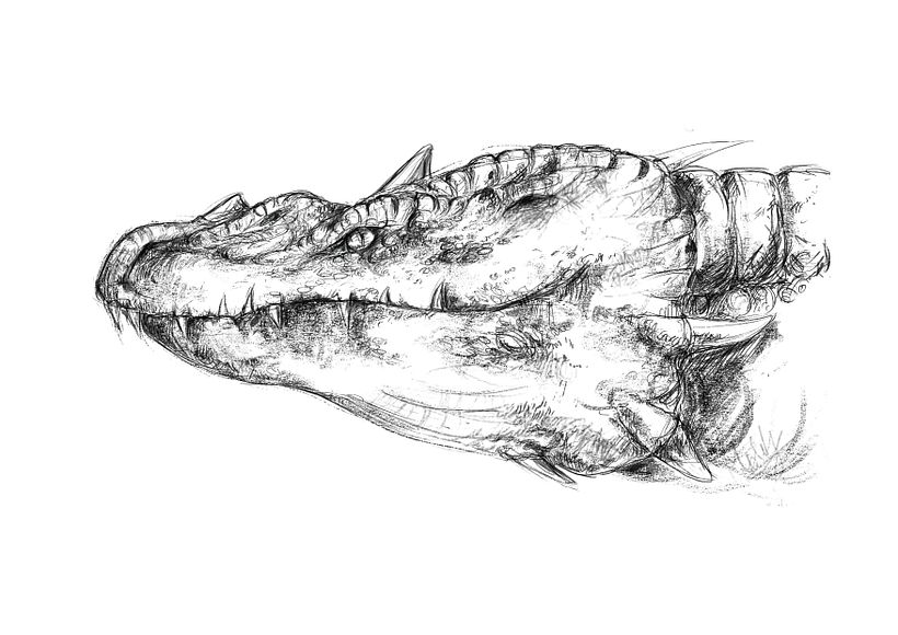 Dragon sketch 0