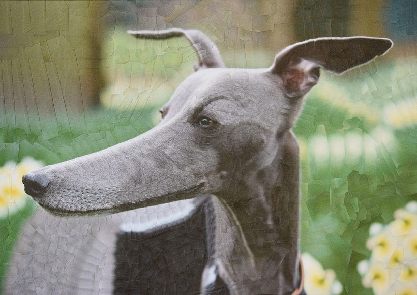 Lola Dupré se lanza al collage animal 1