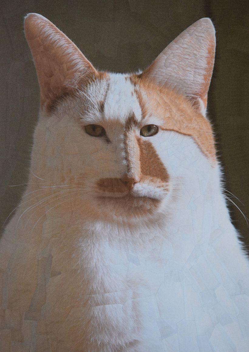 Lola Dupré se lanza al collage animal 9