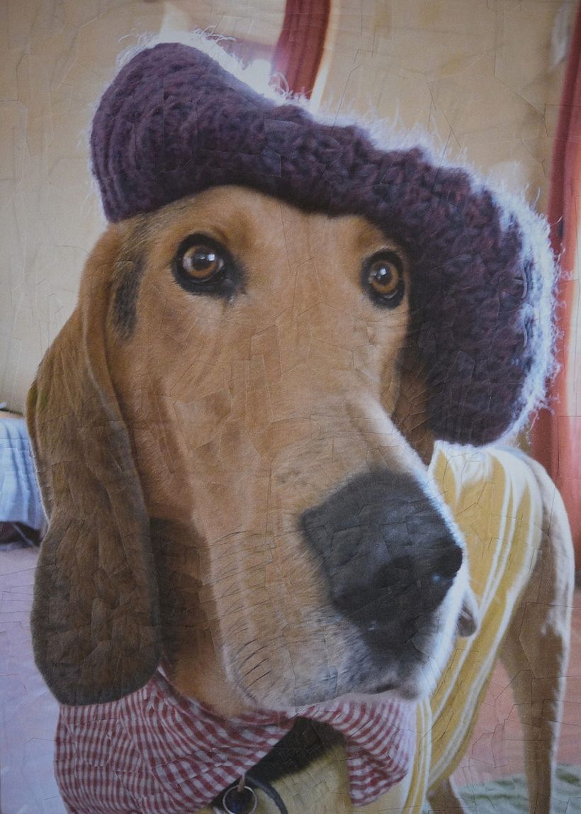 Lola Dupré se lanza al collage animal 10