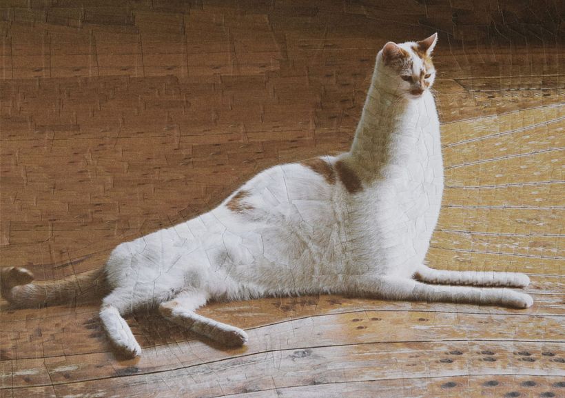 Lola Dupré se lanza al collage animal 12