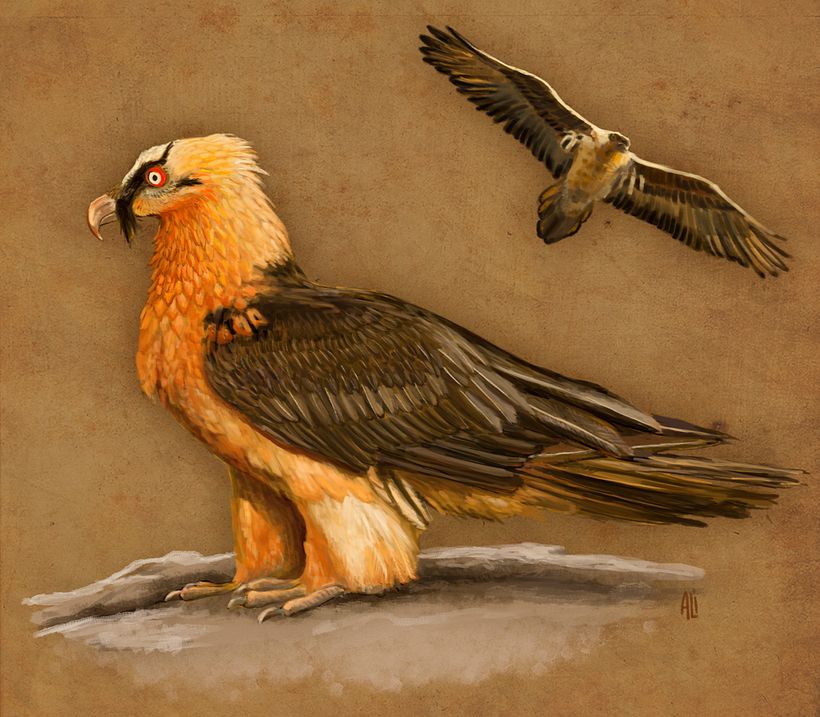 Animales -1