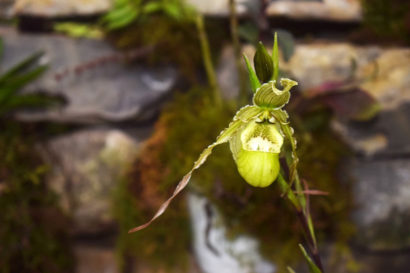 FLORES DE LA SELVA 0