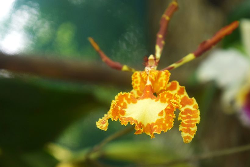 FLORES DE LA SELVA 1