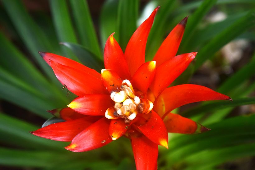 FLORES DE LA SELVA 3