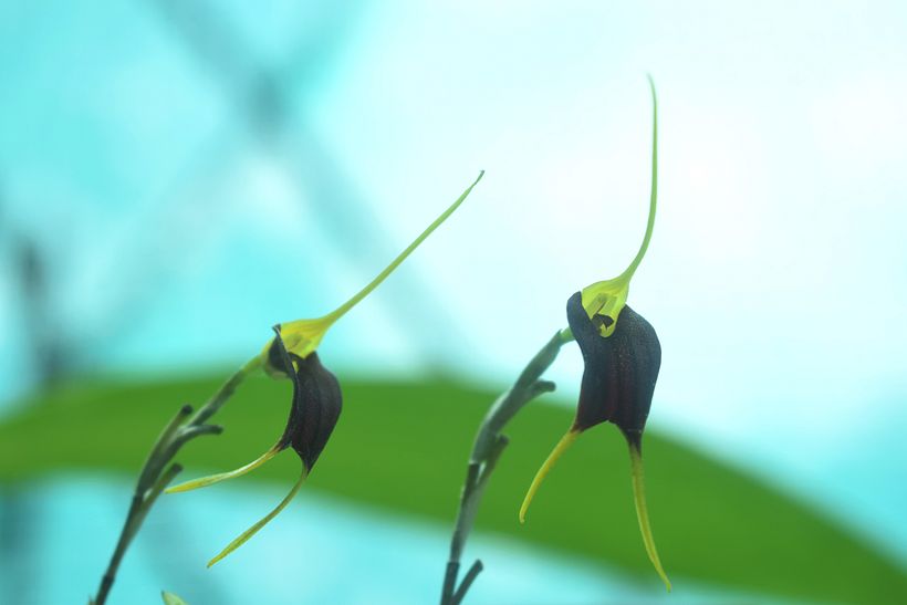 FLORES DE LA SELVA 4
