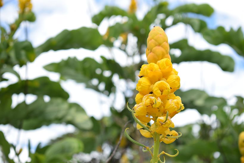 FLORES DE LA SELVA 5