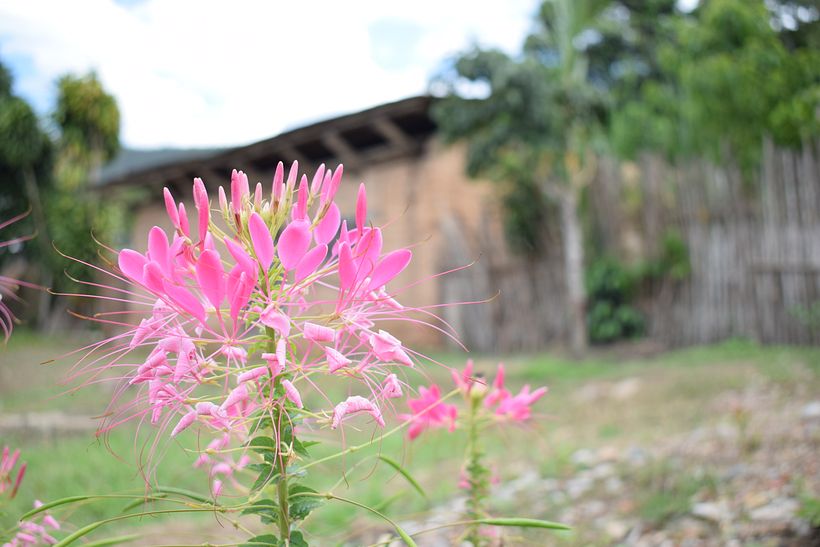 FLORES DE LA SELVA 6