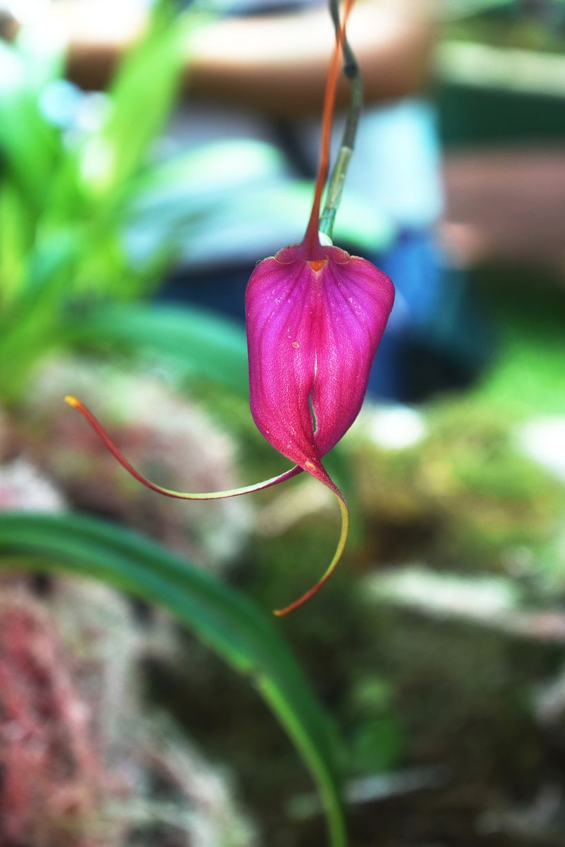 FLORES DE LA SELVA 7