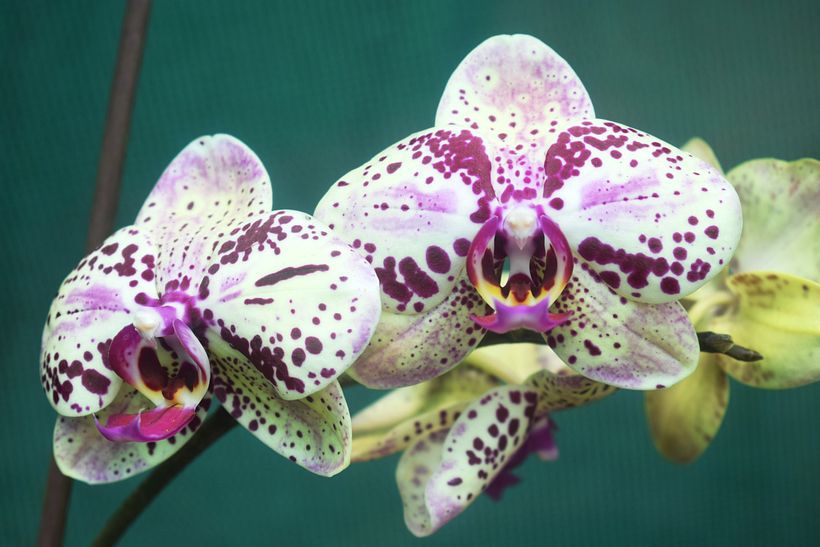 FLORES DE LA SELVA 8