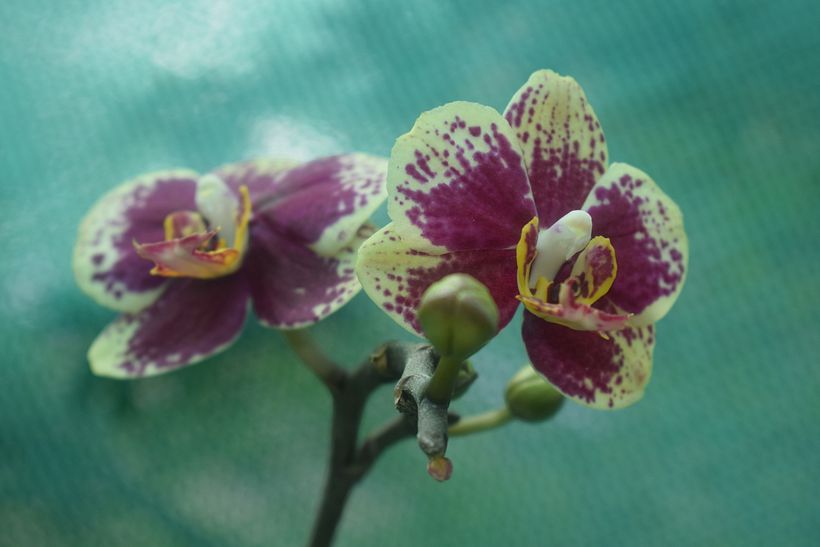 FLORES DE LA SELVA 9