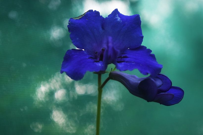 FLORES DE LA SELVA 10