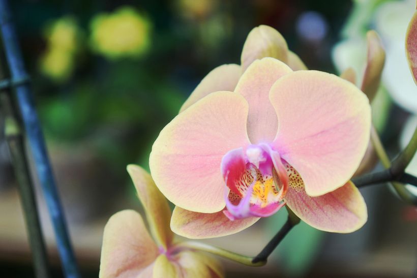 FLORES DE LA SELVA 11