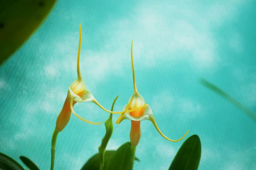 FLORES DE LA SELVA 12