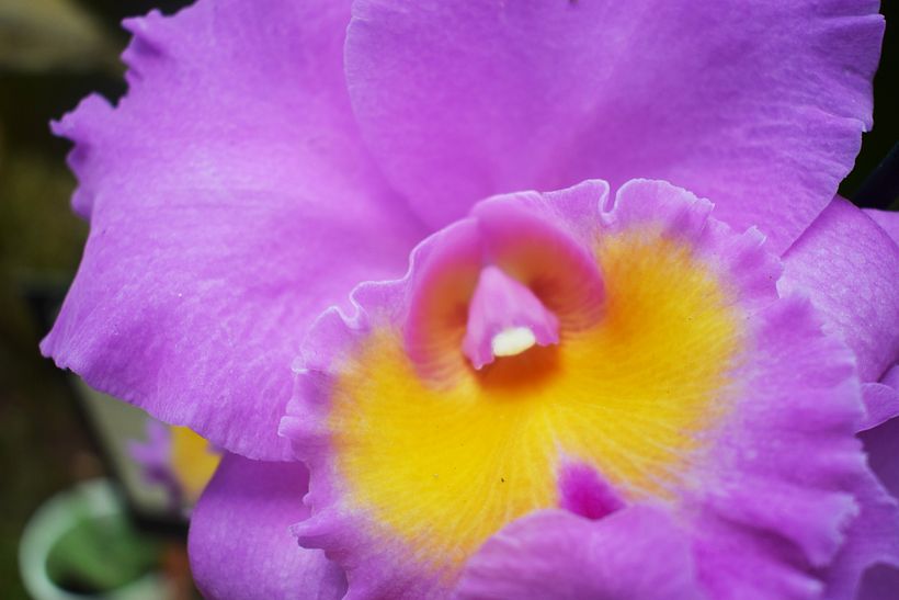 FLORES DE LA SELVA 13