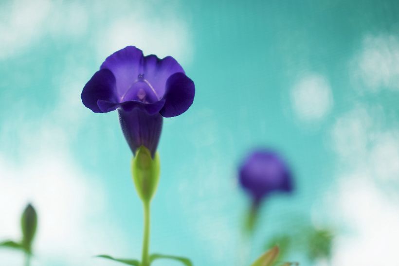 FLORES DE LA SELVA 14