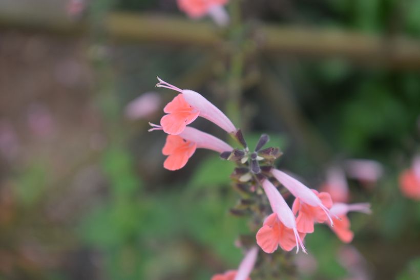 FLORES DE LA SELVA 15