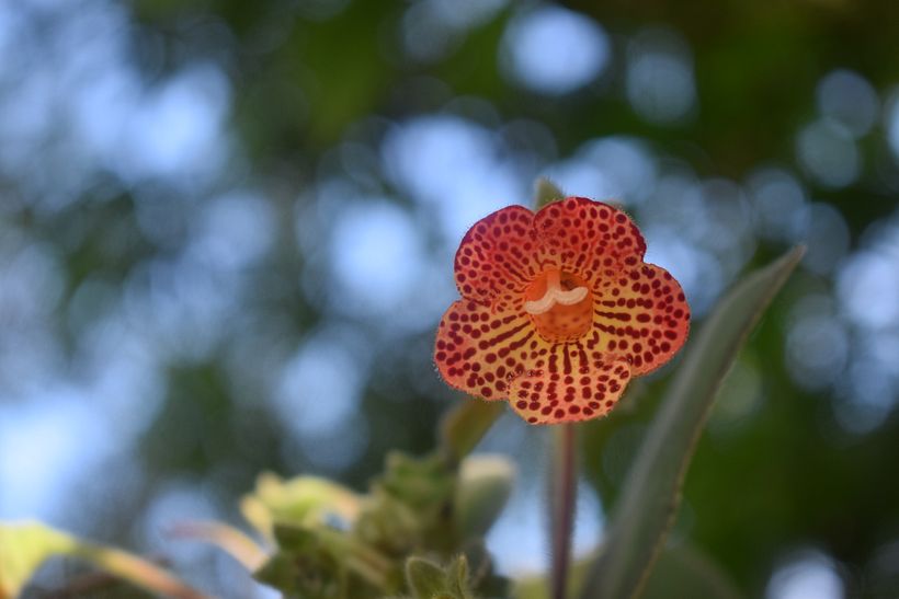 FLORES DE LA SELVA 16