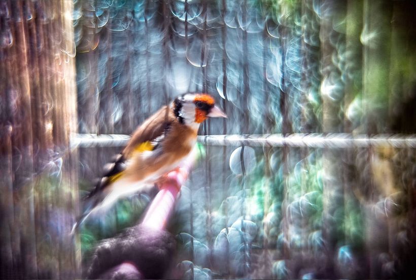 Crea tu propia lente para conseguir un bokeh mágico con tu cámara digital 1