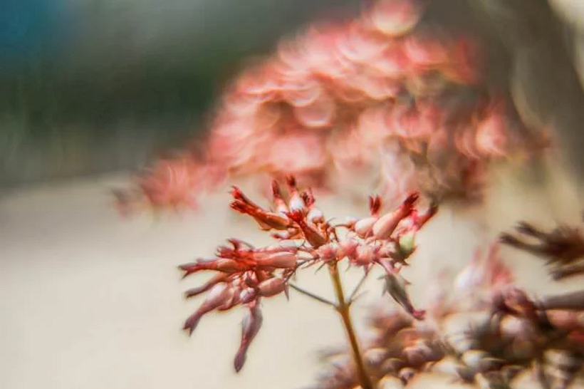 Crea tu propia lente para conseguir un bokeh mágico con tu cámara digital 3