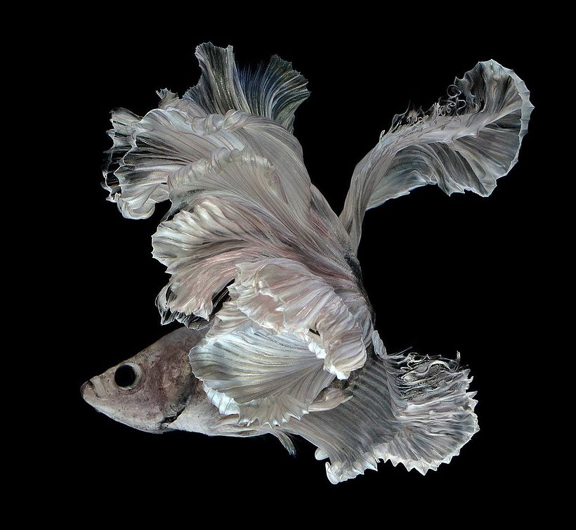 La elegancia de los peces betta convertidos en bailarinas acuáticas 1