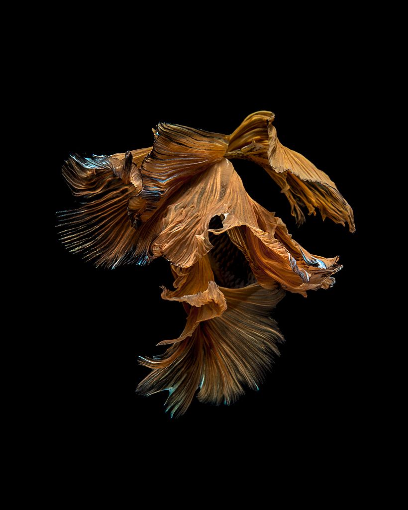 La elegancia de los peces betta convertidos en bailarinas acuáticas 3