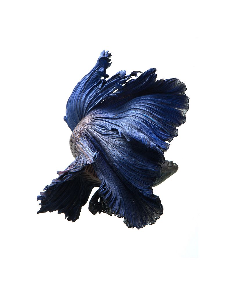 La elegancia de los peces betta convertidos en bailarinas acuáticas 6