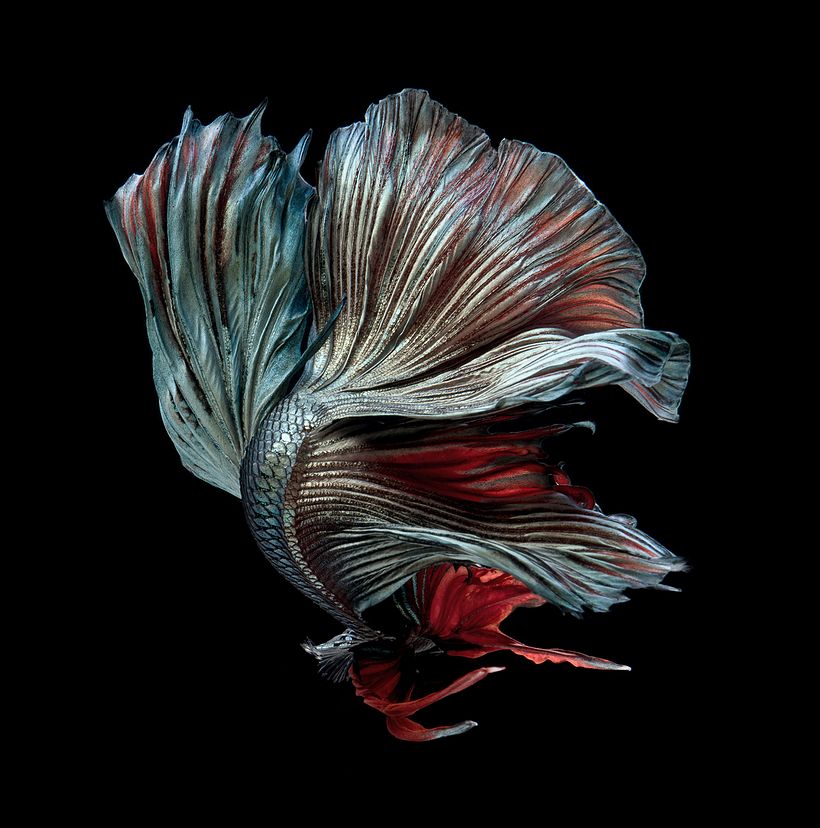 La elegancia de los peces betta convertidos en bailarinas acuáticas 7