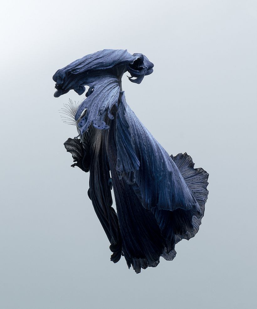 La elegancia de los peces betta convertidos en bailarinas acuáticas 8