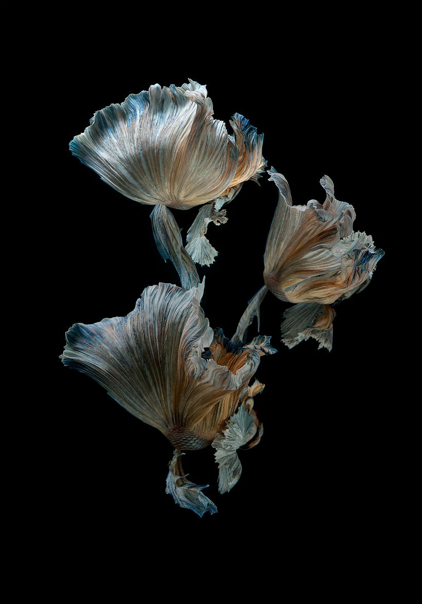La elegancia de los peces betta convertidos en bailarinas acuáticas 9