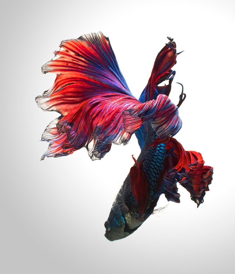 La elegancia de los peces betta convertidos en bailarinas acuáticas 10