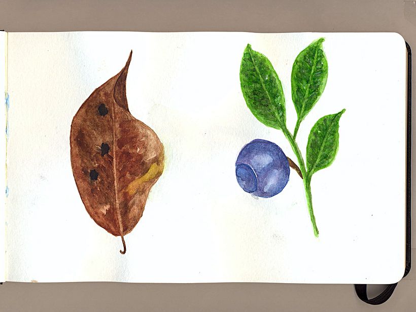 Mi Proyecto del curso: Ilustración botánica con acuarela 4