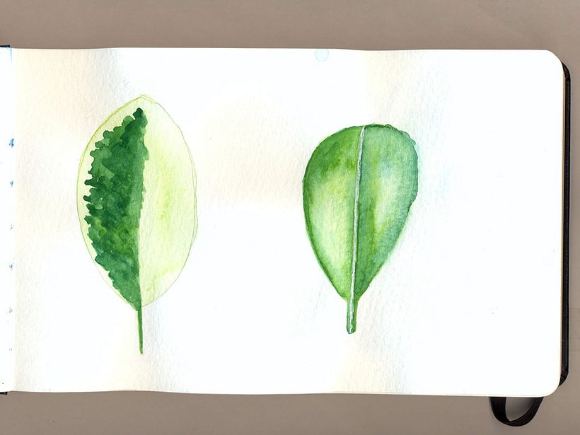 Mi Proyecto del curso: Ilustración botánica con acuarela 2