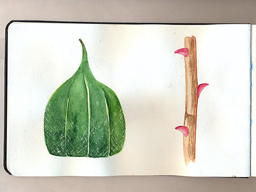 Mi Proyecto del curso: Ilustración botánica con acuarela 3