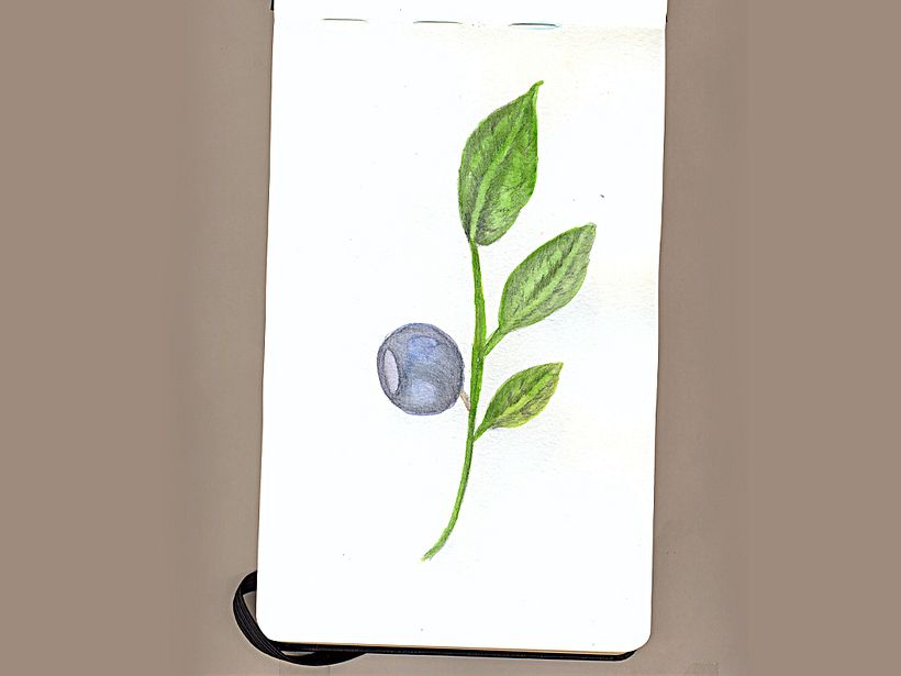 Mi Proyecto del curso: Ilustración botánica con acuarela 5