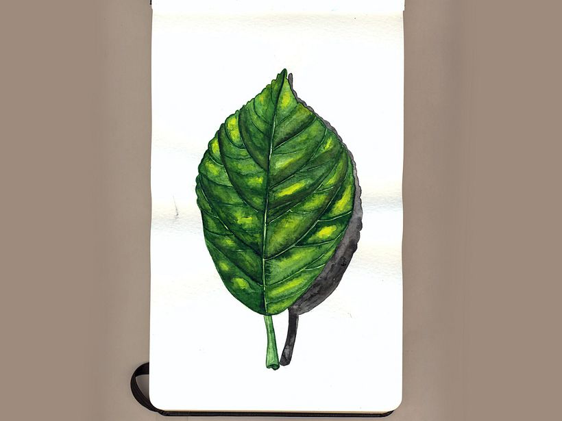 Mi Proyecto del curso: Ilustración botánica con acuarela 6