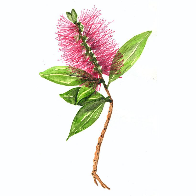 Mi Proyecto del curso: Ilustración botánica con acuarela 6