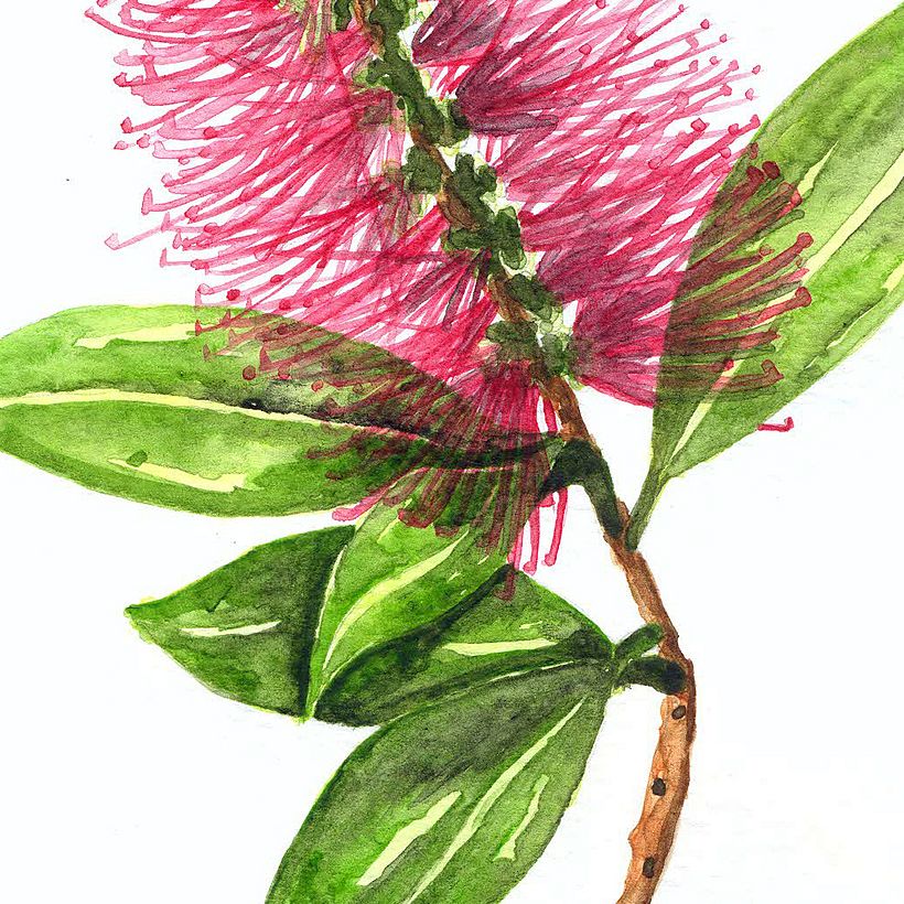 Mi Proyecto del curso: Ilustración botánica con acuarela 7