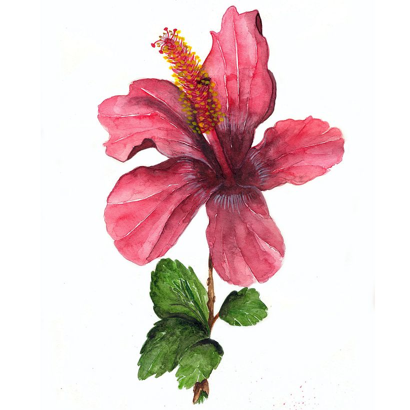 Mi Proyecto del curso: Ilustración botánica con acuarela 8