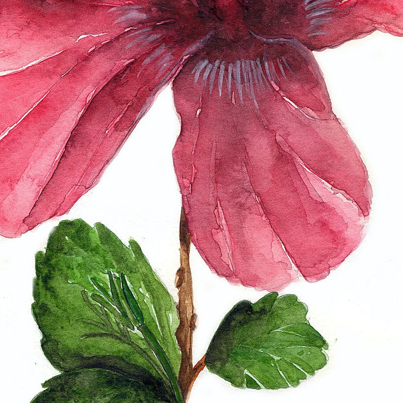 Mi Proyecto del curso: Ilustración botánica con acuarela 10