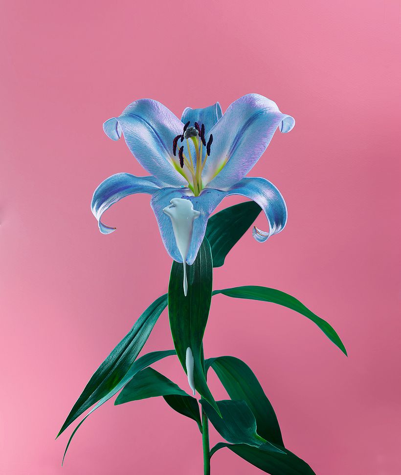 La belleza de la naturaleza en gotas, pintura y flores 3