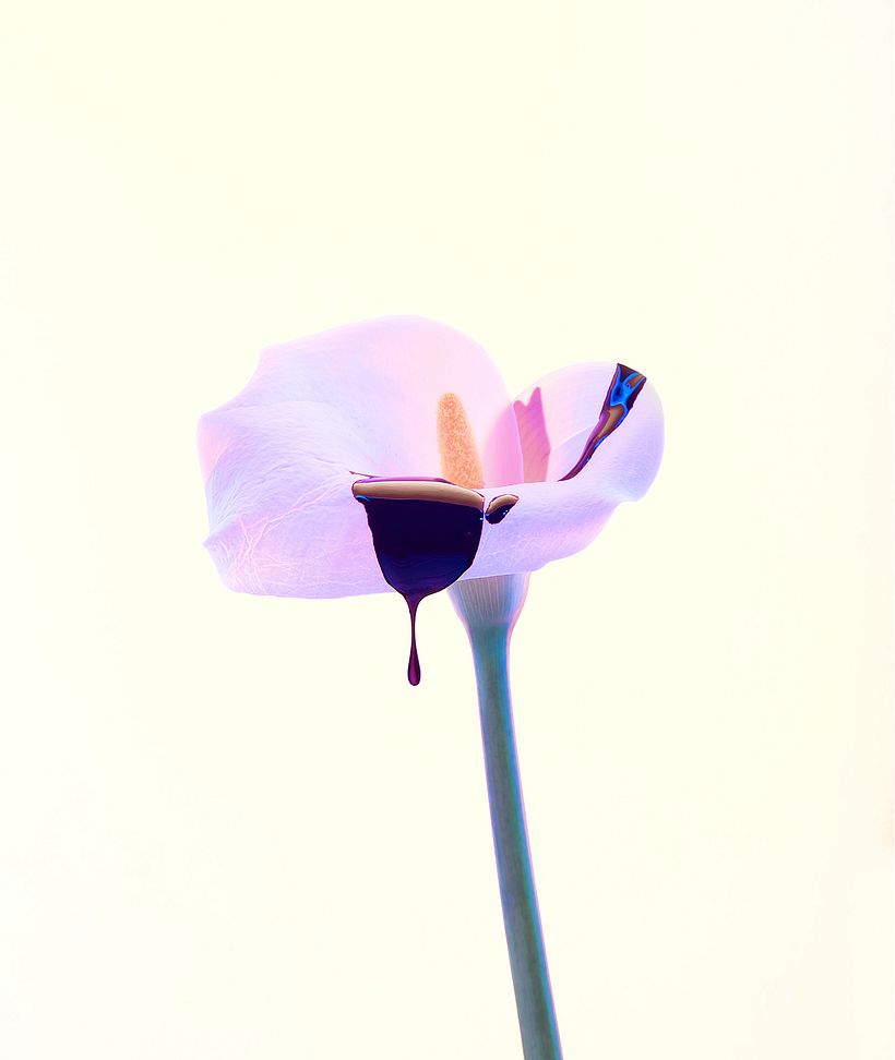 La belleza de la naturaleza en gotas, pintura y flores 4