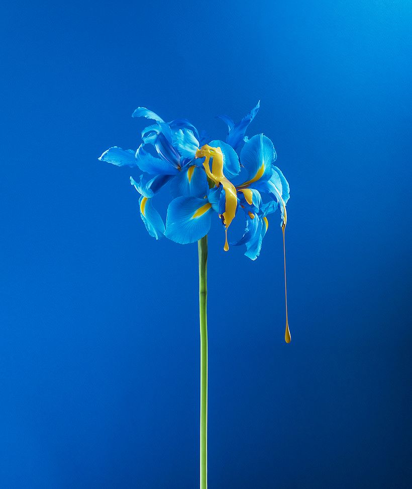 La belleza de la naturaleza en gotas, pintura y flores 5